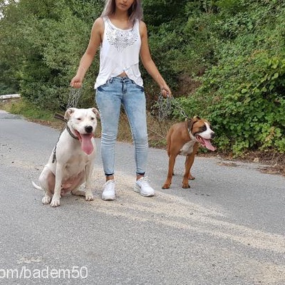 badem Dişi Amerikan Pitbull Terrier
