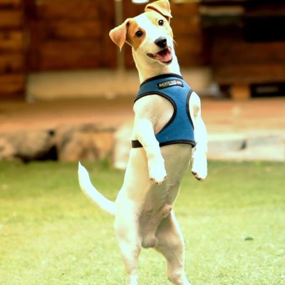 luii Erkek Jack Russell Terrier