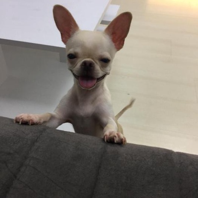 jack Erkek Chihuahua