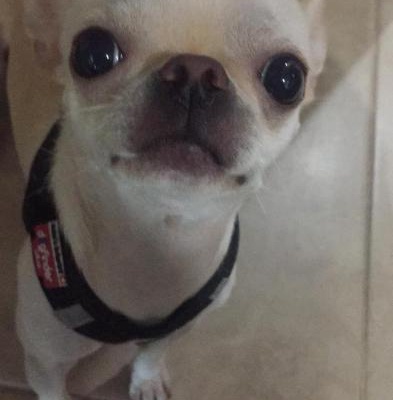 jack Erkek Chihuahua