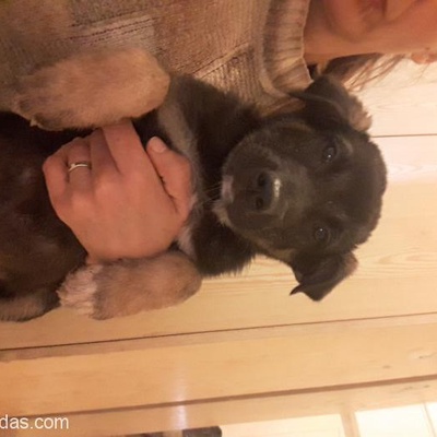 Ücretsiz  Kurt Köpeği Yavrusu, Ankara