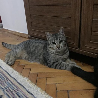 Yavru Dişi Kedi Yuva Arıyor, İstanbul