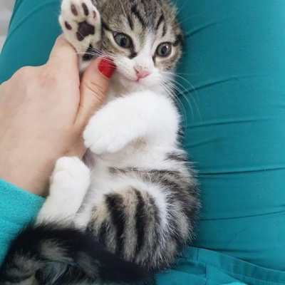 Çok Minik Bir Yavru Kediye Ev Arıyorum, İstanbul