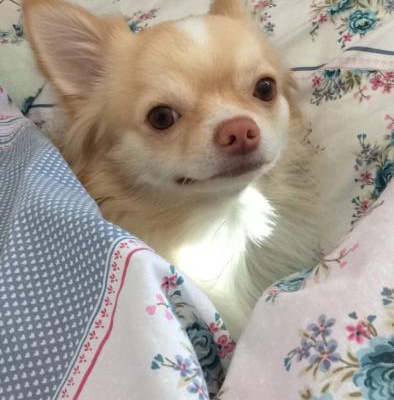 fluppy Erkek Chihuahua