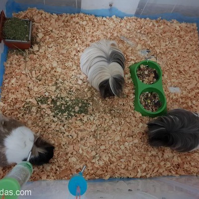 Tatlı Mı Tatlı Guinea Pig'Lerimize Yuva Arıyoruz (Ücretsiz), İstanbul