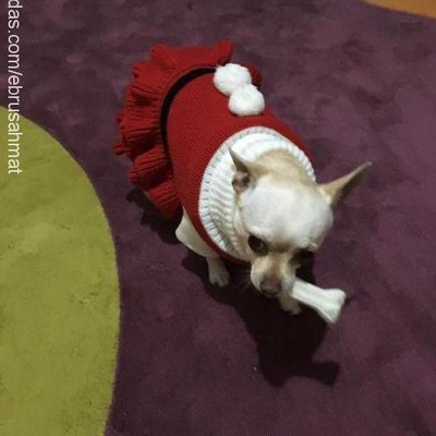 pati Dişi Chihuahua