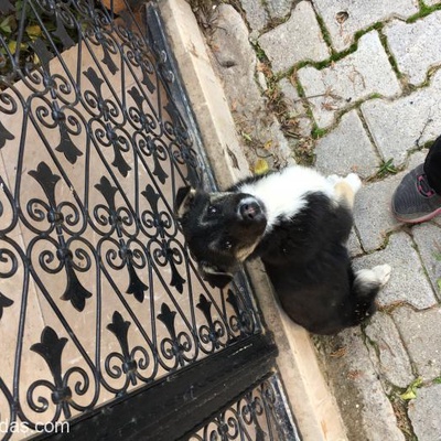 Yavru Köpek İçin Ömürlük Yuva Arıyoruz, İzmir