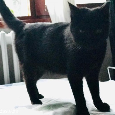 Black Cat Love Cat, İstanbul