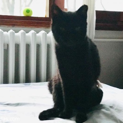Black Cat Love Cat, İstanbul