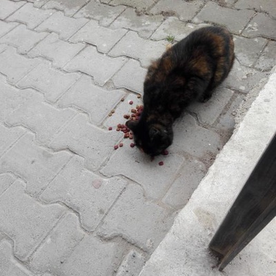 Hasta Ve Çaresiz Kedimiz İçin Çare Arıyoruz, Ankara