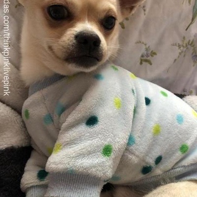 sushi Erkek Chihuahua