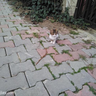 5 Aylık Sevimli Dişi Kedi, İstanbul