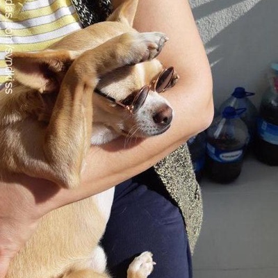 frodo Erkek Chihuahua