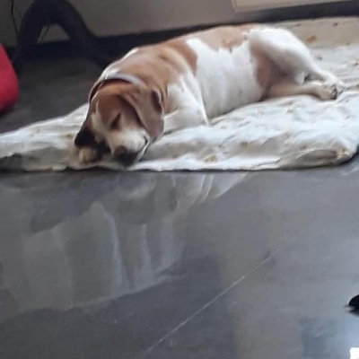 Fondi 3.5 Yaş Dişi Beagle Geçici Yuvada Acil Yuva Aranıyor, İzmir