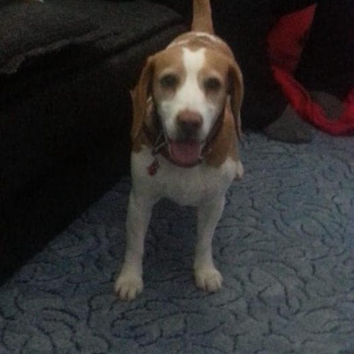 Fondi 3.5 Yaş Dişi Beagle Geçici Yuvada Acil Yuva Aranıyor, İzmir