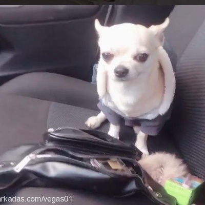 vegas Erkek Chihuahua