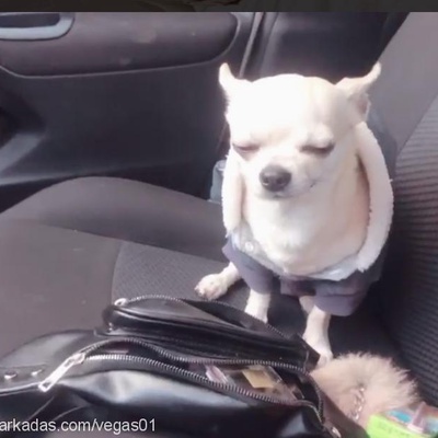 vegas Erkek Chihuahua