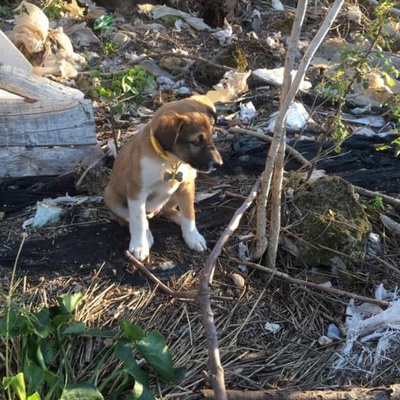 İki Buçuk Aylık Köpek Yavru - Ücretsiz Sahiplendirme, Antalya