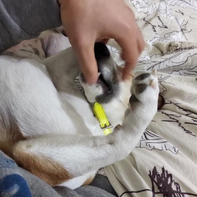 Welsh Corgi-Beagle Mixi Kızıma Yeni Evini Arıyorum, Ankara