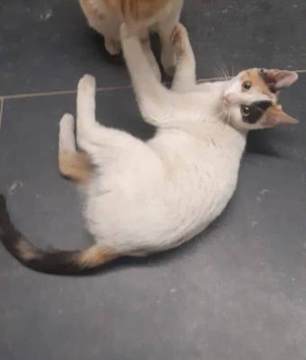 5 Aylık Dişi Vanmix Renkli Kedi Yuva Arıyor-Ücretsiz, İstanbul