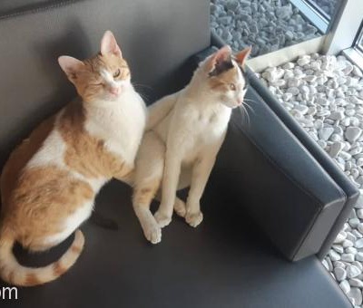 5 Aylık Dişi Vanmix Renkli Kedi Yuva Arıyor-Ücretsiz, İstanbul