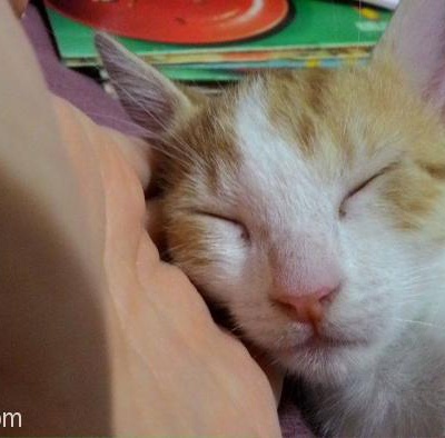 5 Aylık Sarı Beyaz Erkek Yavru Kediye Yuva Açmak İster Misiniz-Ücretsiz, İstanbul