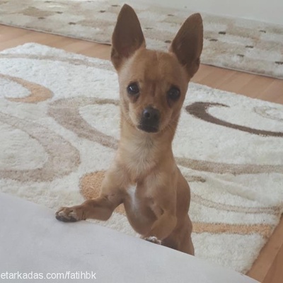 seth Erkek Chihuahua
