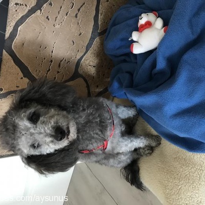 buffy Erkek Poodle (Minyatür Kaniş)