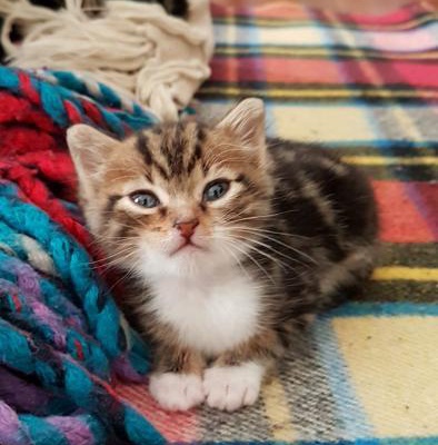 Izmır Yeşilyurt Ücretsiz 1 Aylık Dişi Kedi Yavrumuz, İzmir