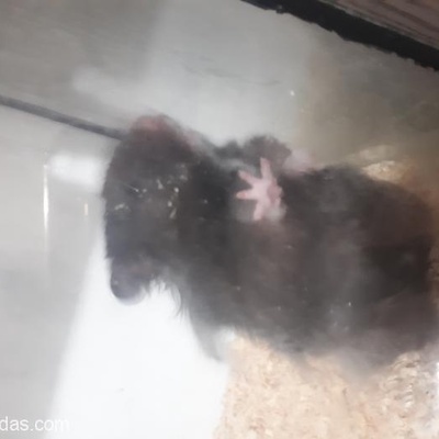 Siyah Hamsterlar Yuva Arıyor. Siyah, Ankara