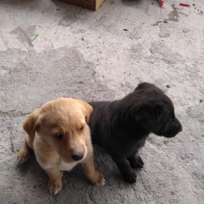 Acill!! İki Yavru Köpek!!, Bursa