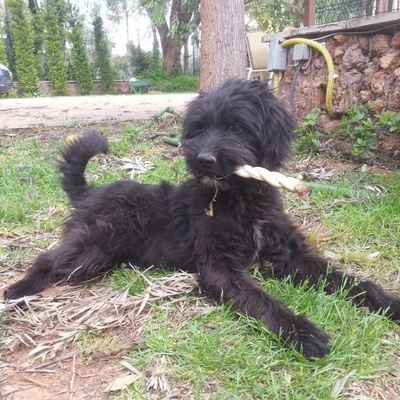 Minik Terrier İcin Yuva Ariyoruz, Antalya