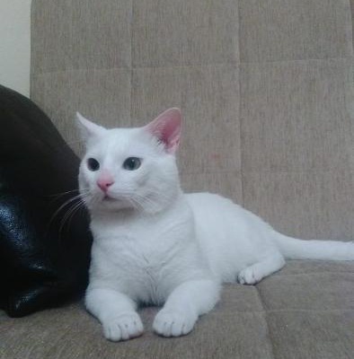 Bursa Erkek Kedi, Bursa
