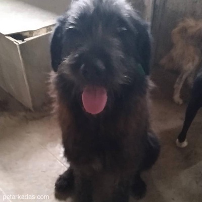 Ankara Barınaktan Çıkan Büyük Boy Terrier Yuva Arıyor, Ankara
