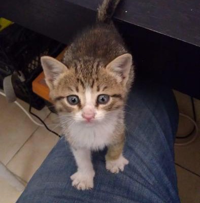 Bir Ayakkabı Bir Kedi Yavrusu, İzmir