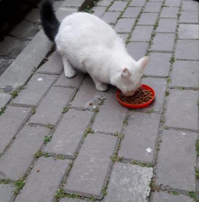 Kayıp Kedi İlani, İstanbul