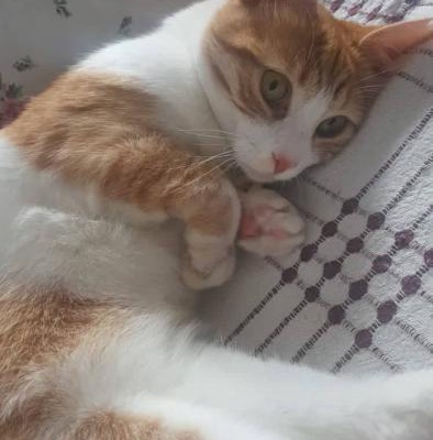 Bu Tatlı Kedi Kızımızın Yuvası Olur Musunuz?, İstanbul