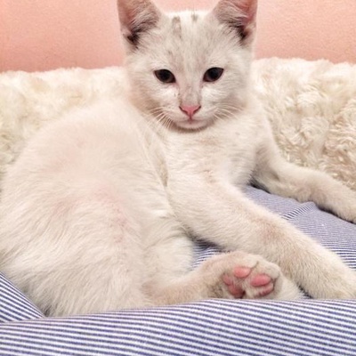 2 Aylık Erkek Beyaz Irk Oyunsever Kedi :), İstanbul