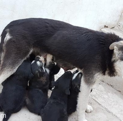 Husky Yavruları Sahiplerini Arıyor, Eskişehir