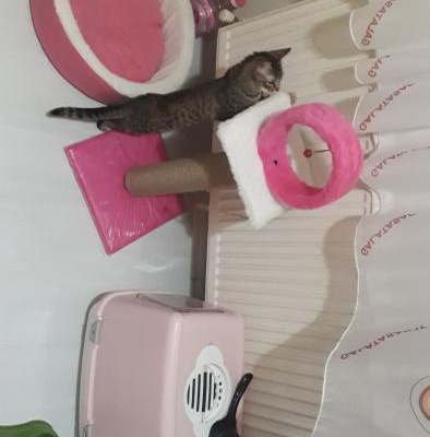 Kedimi Sahiplendirmek İstiyorum, İstanbul