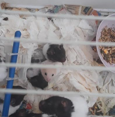 Hamster Yavrularına Yuva, İzmir
