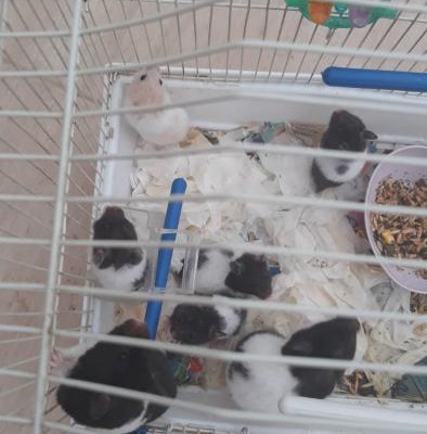 Hamster Yavrularına Yuva, İzmir