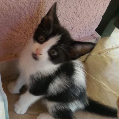 1.5 Aylık Yavru Kedi İzmir De Sahiplendirmek İstiyorum, İzmir