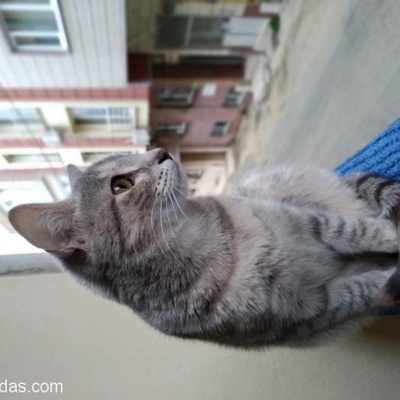 Aşıları Tam 10 Aylık Tekir Kedi, Bursa
