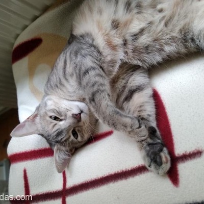 Aşıları Tam 10 Aylık Tekir Kedi, Bursa