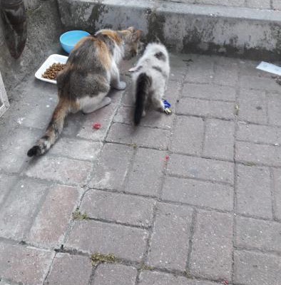 Kedi İlani, İstanbul