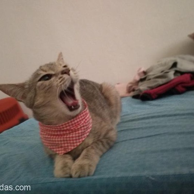 Aşıları Tam 10 Aylık Hiperaktif Tekir Kedi, Bursa