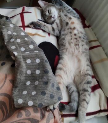 Aşıları Tam 10 Aylık Hiperaktif Tekir Kedi, Bursa
