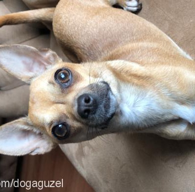 İrma Dişi Chihuahua