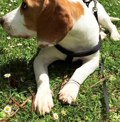 bernie Erkek Beagle